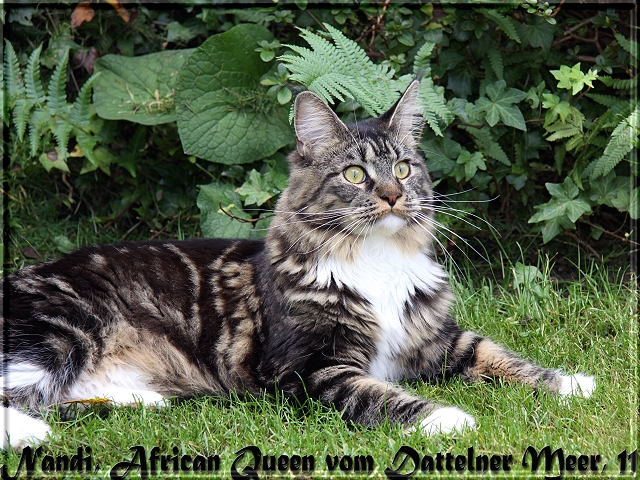 African Queen 11-2014