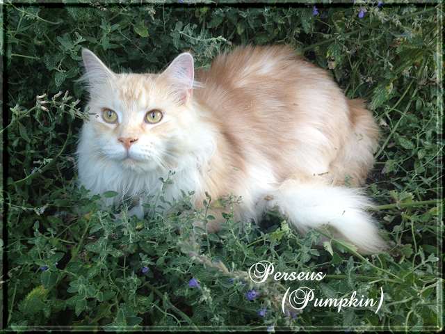 Pumpkin 12-07-09