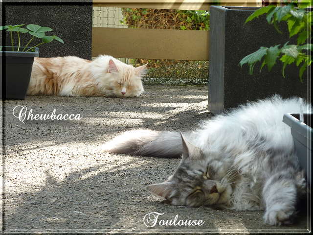 Toulouse__Chewbacca_12 08 2012