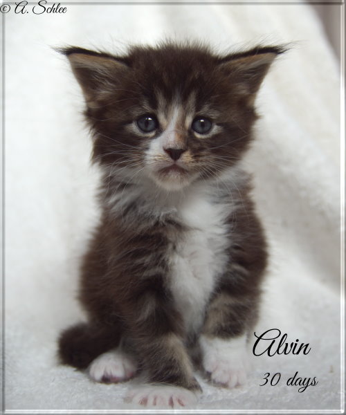 Alvin 18-10-08.1