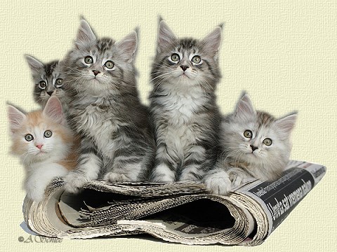 Aristocats news1