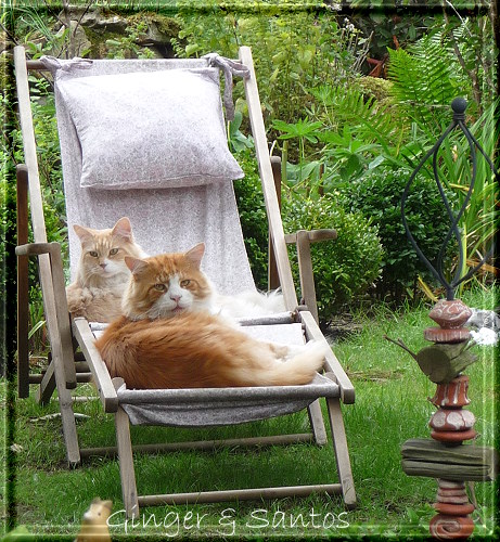 Ginger und Santos im Liegestuhl 29.08.2010