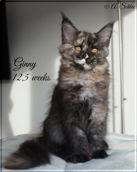 Ginny 19-11-16.1