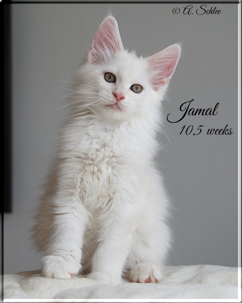 Jamal 21-05-20.2