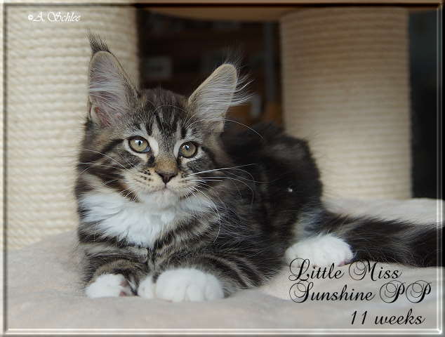 Little Miss 14-01-26