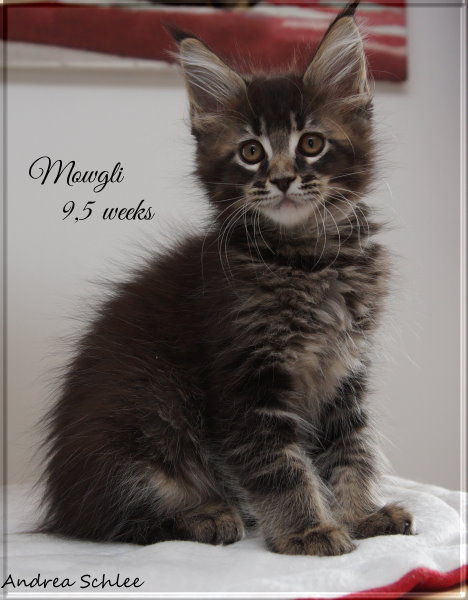 Mowgli 17-05-09.1