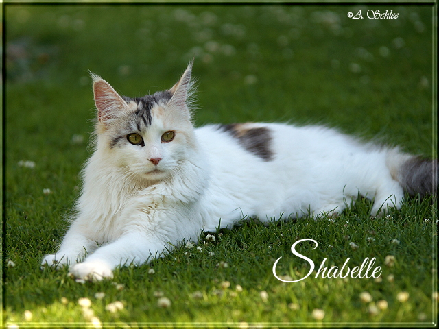 Shabelle 15-06-30