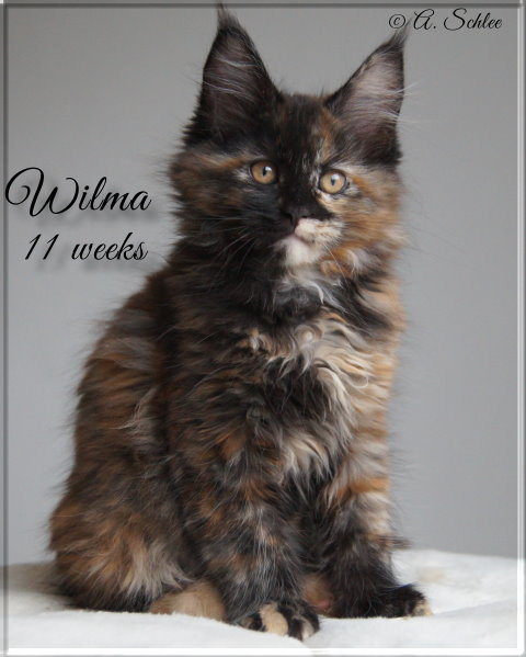 Wilma 20-02-23