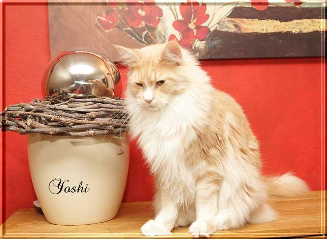 Yoshi 13-11-03